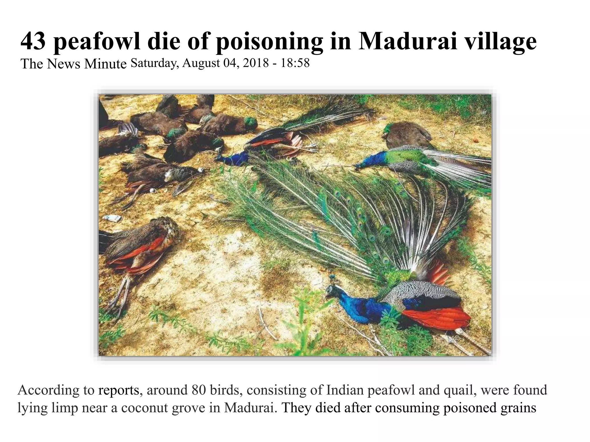 43 peafowl die of poisoning in Madurai village
The News Minute Saturday, August 04, 2018 - 18:58
According to reports, around 80 birds, consisting of Indian peafowl and quail, were found
lying limp near a coconut grove in Madurai. They died after consuming poisoned grains
 