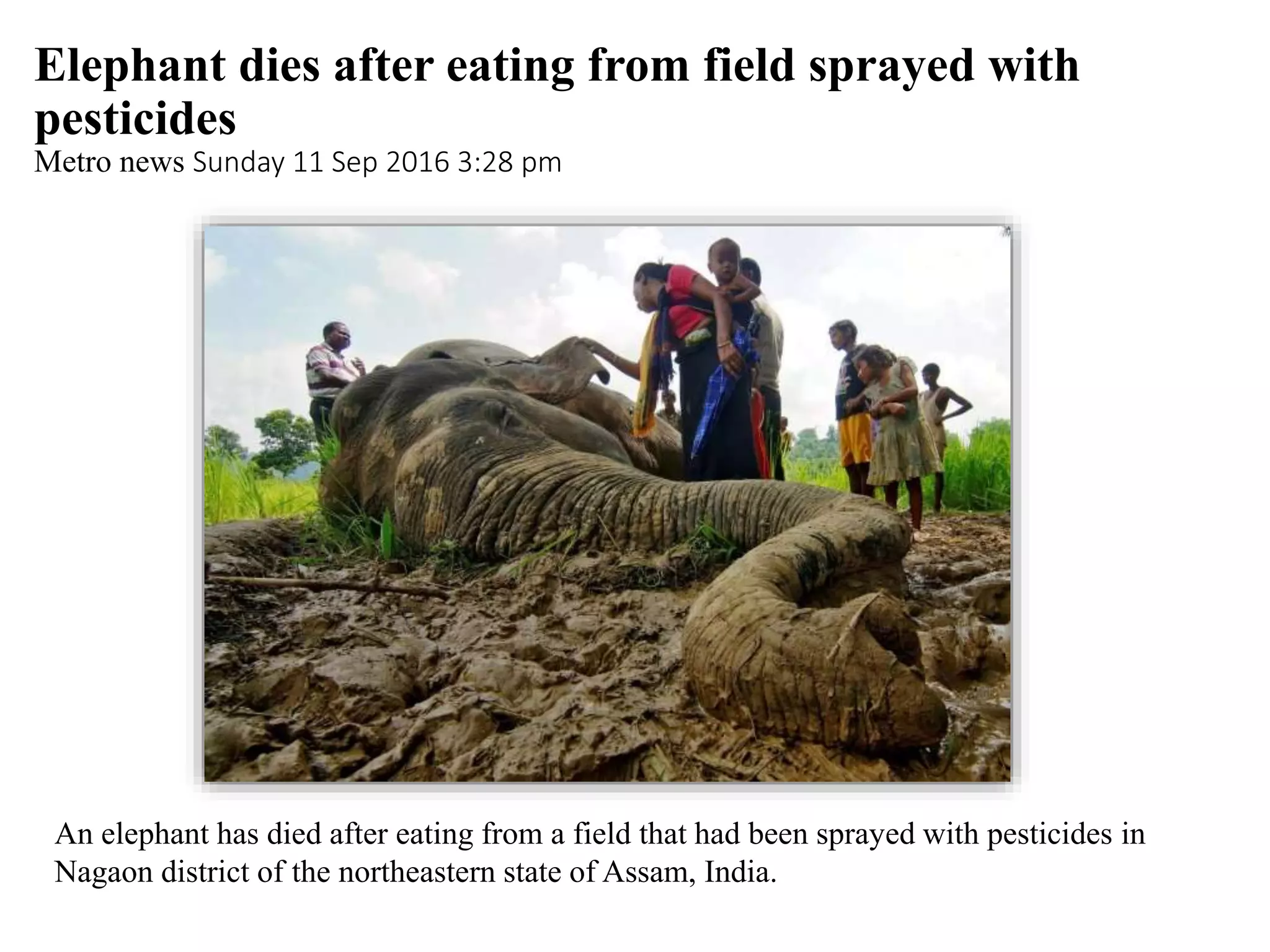 Elephant dies after eating from field sprayed with
pesticides
Metro news Sunday 11 Sep 2016 3:28 pm
An elephant has died after eating from a field that had been sprayed with pesticides in
Nagaon district of the northeastern state of Assam, India.
 