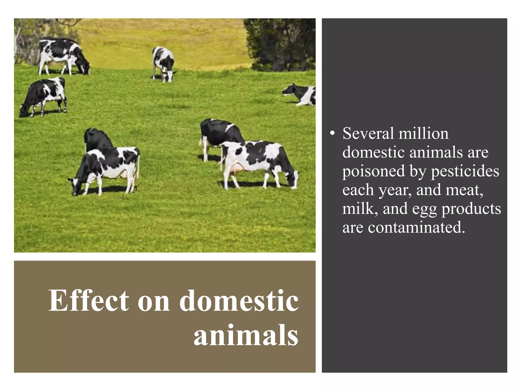 Effect on domestic
animals
• Several million
domestic animals are
poisoned by pesticides
each year, and meat,
milk, and egg products
are contaminated.
 