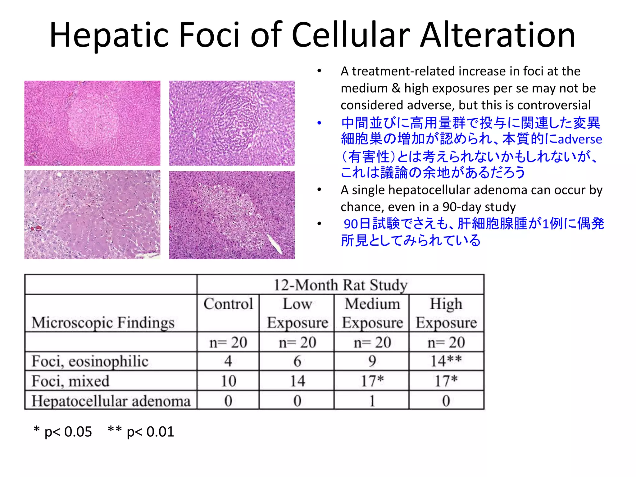 Hepatic Foci of Cellular Alteration
* p< 0.05 ** p< 0.01
• A treatment-related increase in foci at the
medium & high exposures per se may not be
considered adverse, but this is controversial
• 中間並びに高用量群で投与に関連した変異
細胞巣の増加が認められ、本質的にadverse
（有害性）とは考えられないかもしれないが、
これは議論の余地があるだろう
• A single hepatocellular adenoma can occur by
chance, even in a 90-day study
• 90日試験でさえも、肝細胞腺腫が1例に偶発
所見としてみられている
 