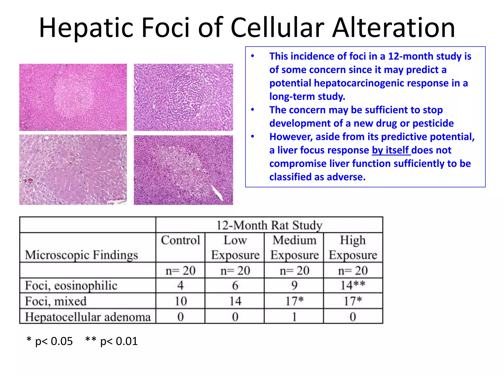 Hepatic Foci of Cellular Alteration
* p< 0.05 ** p< 0.01
• This incidence of foci in a 12-month study is
of some concern since it may predict a
potential hepatocarcinogenic response in a
long-term study.
• The concern may be sufficient to stop
development of a new drug or pesticide
• However, aside from its predictive potential,
a liver focus response by itself does not
compromise liver function sufficiently to be
classified as adverse.
 