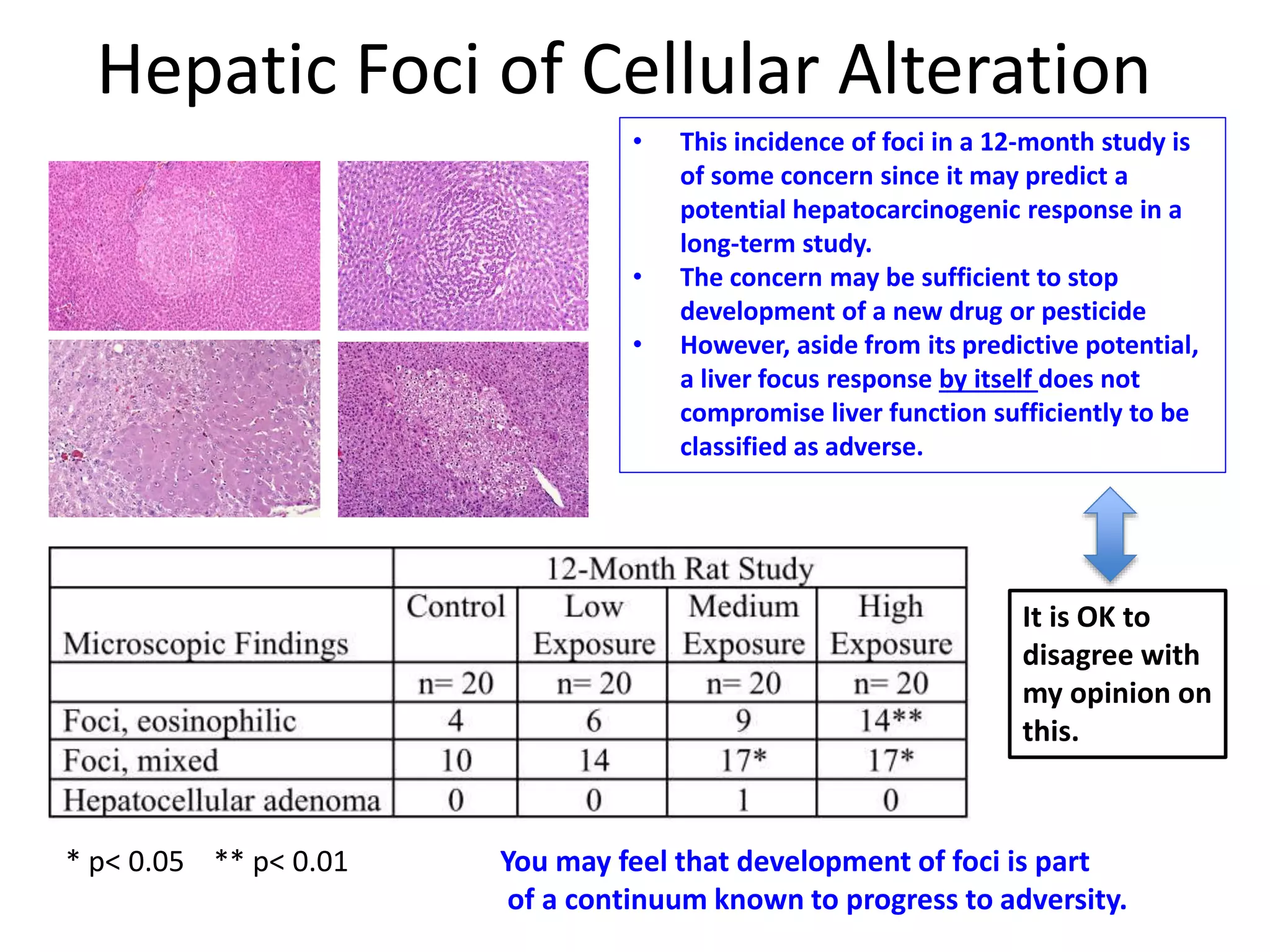Hepatic Foci of Cellular Alteration
* p< 0.05 ** p< 0.01
• This incidence of foci in a 12-month study is
of some concern since it may predict a
potential hepatocarcinogenic response in a
long-term study.
• The concern may be sufficient to stop
development of a new drug or pesticide
• However, aside from its predictive potential,
a liver focus response by itself does not
compromise liver function sufficiently to be
classified as adverse.
It is OK to
disagree with
my opinion on
this.
You may feel that development of foci is part
of a continuum known to progress to adversity.
 