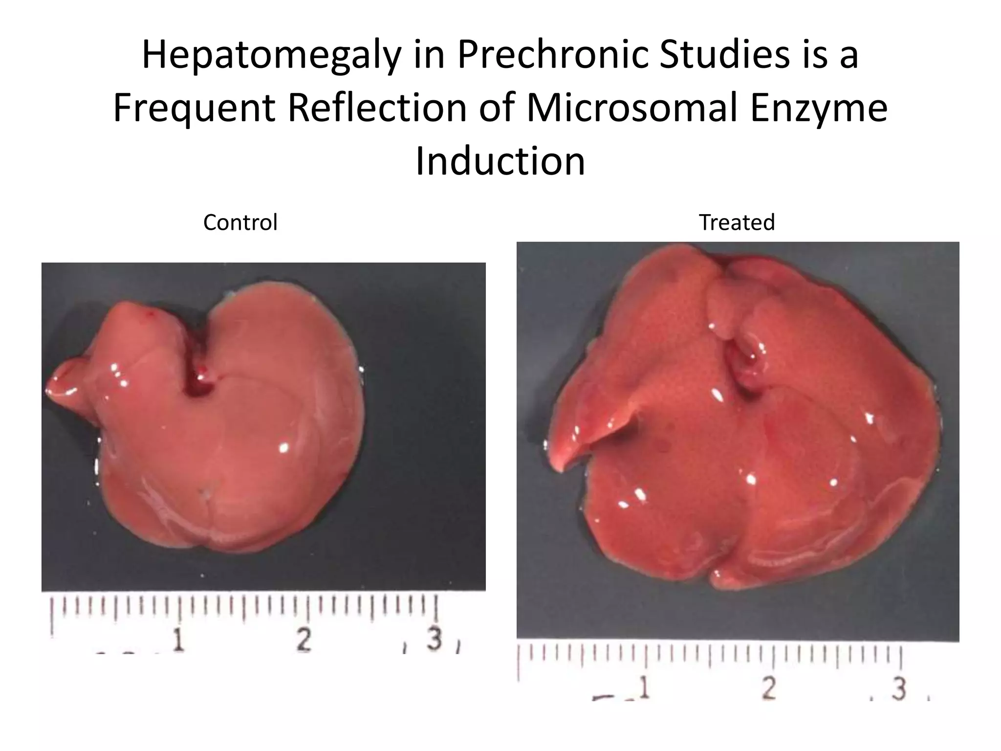 Hepatomegaly in Prechronic Studies is a
Frequent Reflection of Microsomal Enzyme
Induction
Control Treated
 