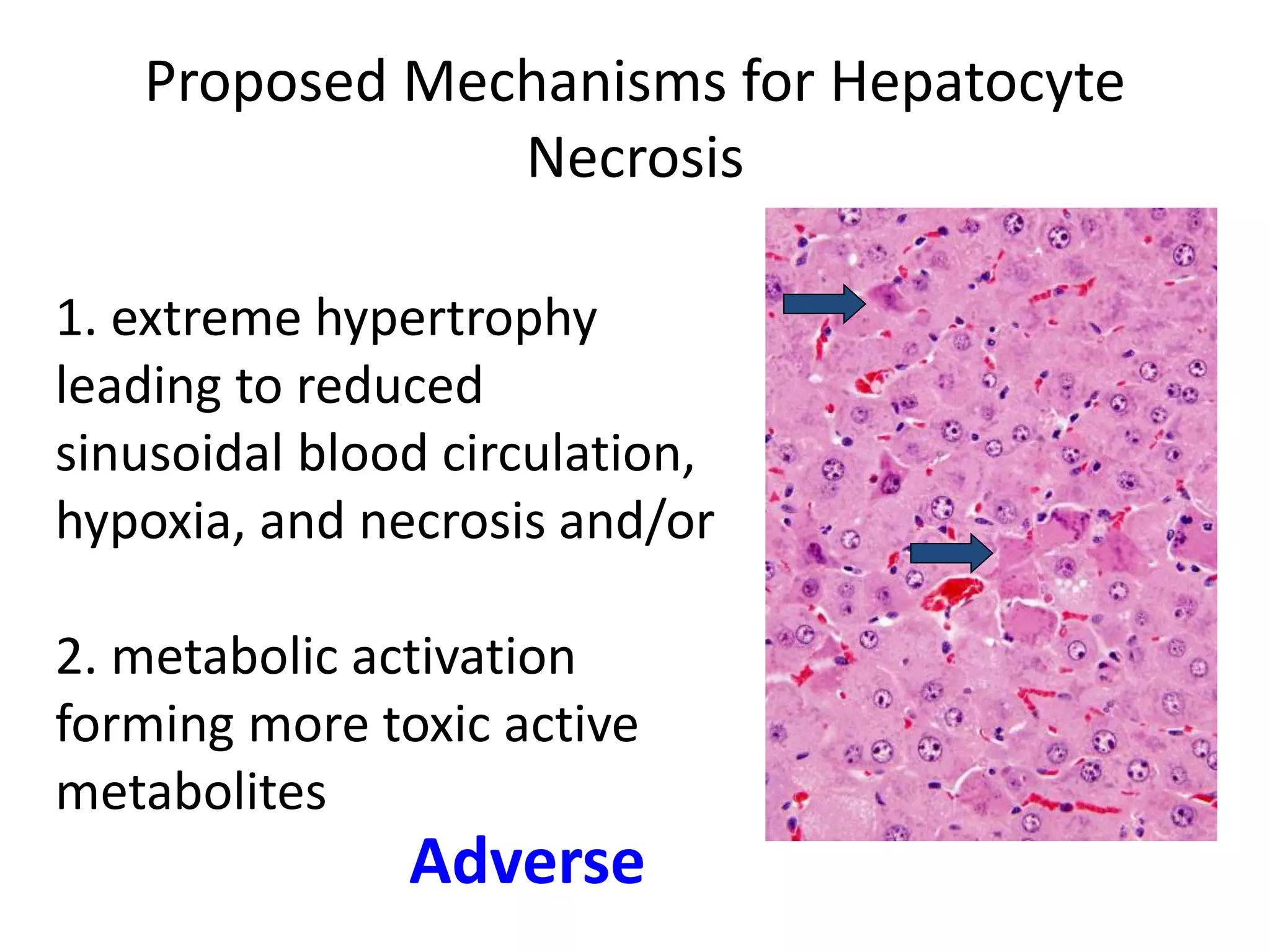 1. extreme hypertrophy
leading to reduced
sinusoidal blood circulation,
hypoxia, and necrosis and/or
2. metabolic activation
forming more toxic active
metabolites
Proposed Mechanisms for Hepatocyte
Necrosis
Adverse
 