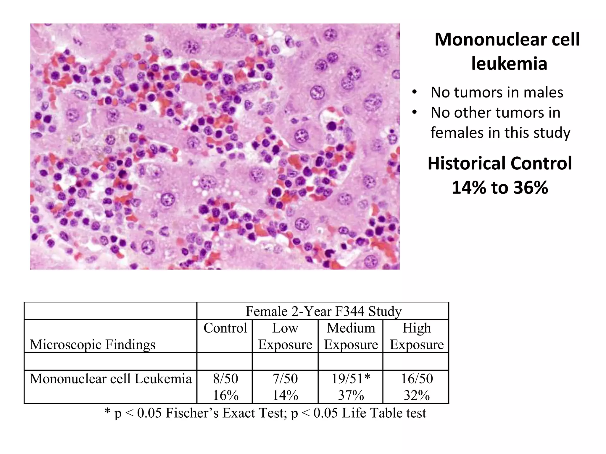 Female 2-Year F344 Study
Microscopic Findings
Control Low
Exposure
Medium
Exposure
High
Exposure
Mononuclear cell Leukemia 8/50
16%
7/50
14%
19/51*
37%
16/50
32%
* p < 0.05 Fischer’s Exact Test; p < 0.05 Life Table test
Mononuclear cell
leukemia
• No tumors in males
• No other tumors in
females in this study
Historical Control
14% to 36%
 