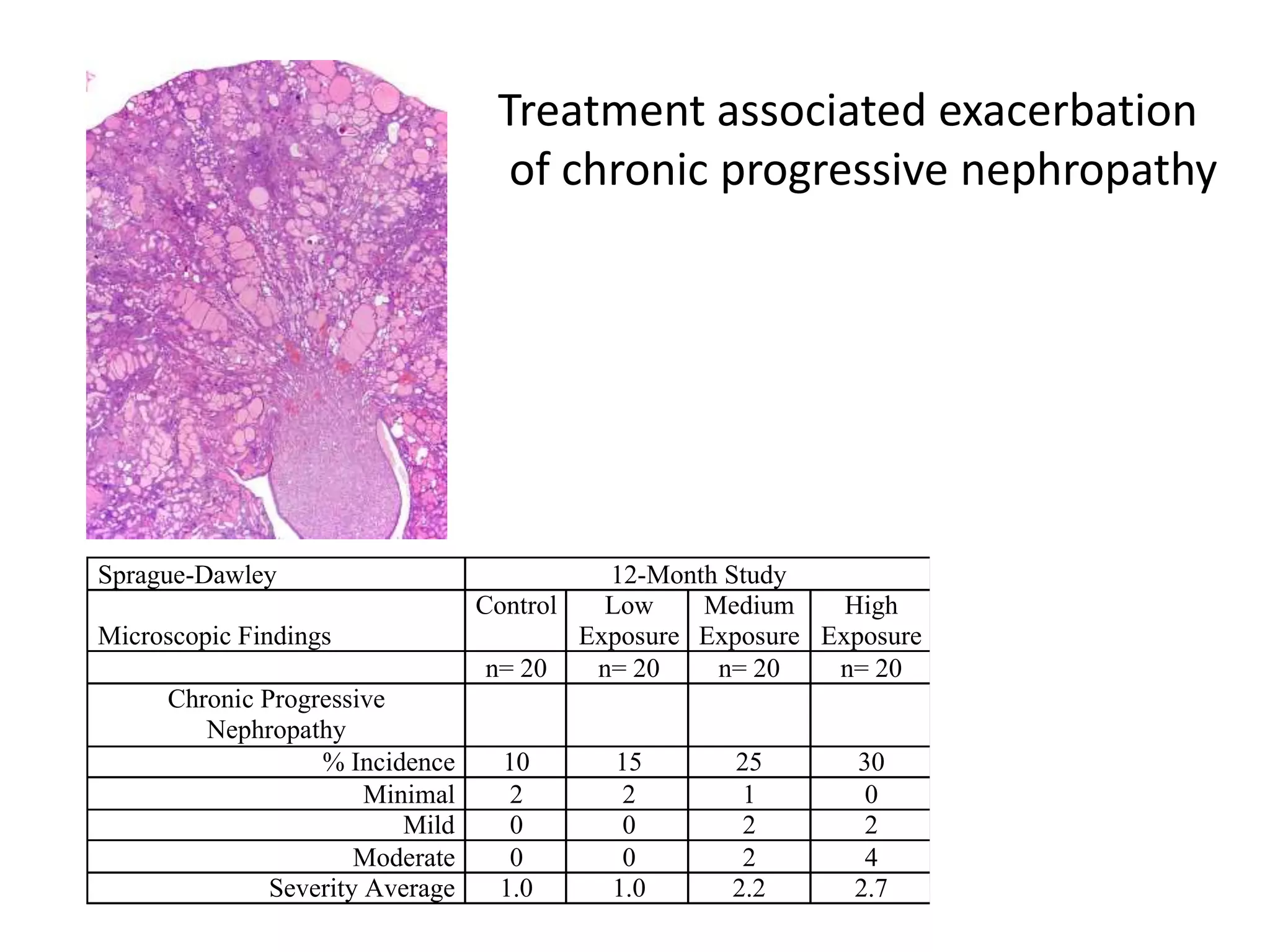 Sprague-Dawley 12-Month Study
Microscopic Findings
Control Low
Exposure
Medium
Exposure
High
Exposure
n= 20 n= 20 n= 20 n= 20
Chronic Progressive
Nephropathy
% Incidence 10 15 25 30
Minimal 2 2 1 0
Mild 0 0 2 2
Moderate 0 0 2 4
Severity Average 1.0 1.0 2.2 2.7
Treatment associated exacerbation
of chronic progressive nephropathy
 