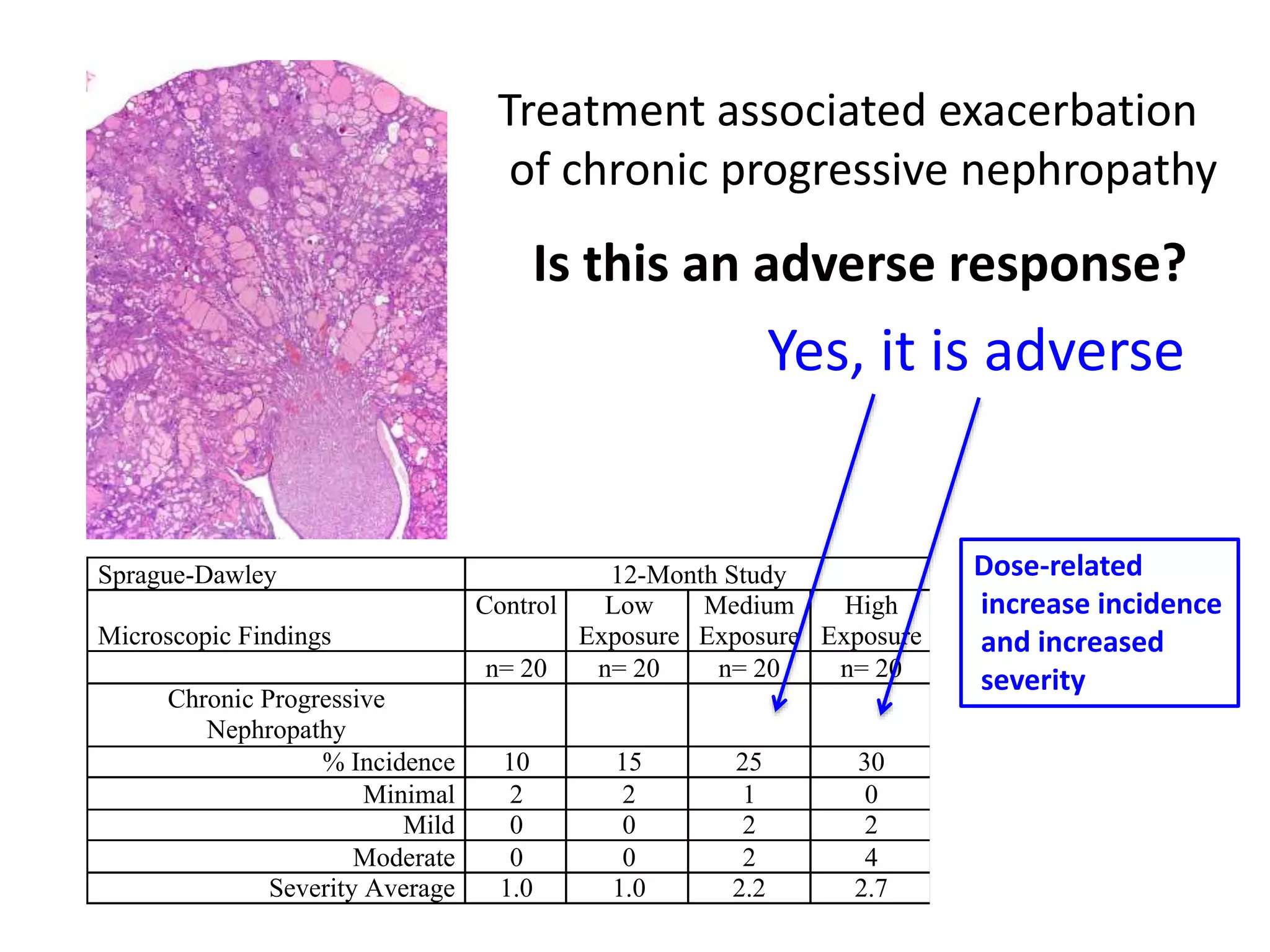 Sprague-Dawley 12-Month Study
Microscopic Findings
Control Low
Exposure
Medium
Exposure
High
Exposure
n= 20 n= 20 n= 20 n= 20
Chronic Progressive
Nephropathy
% Incidence 10 15 25 30
Minimal 2 2 1 0
Mild 0 0 2 2
Moderate 0 0 2 4
Severity Average 1.0 1.0 2.2 2.7
Treatment associated exacerbation
of chronic progressive nephropathy
Is this an adverse response?
Yes, it is adverse
Dose-related
increase incidence
and increased
severity
 