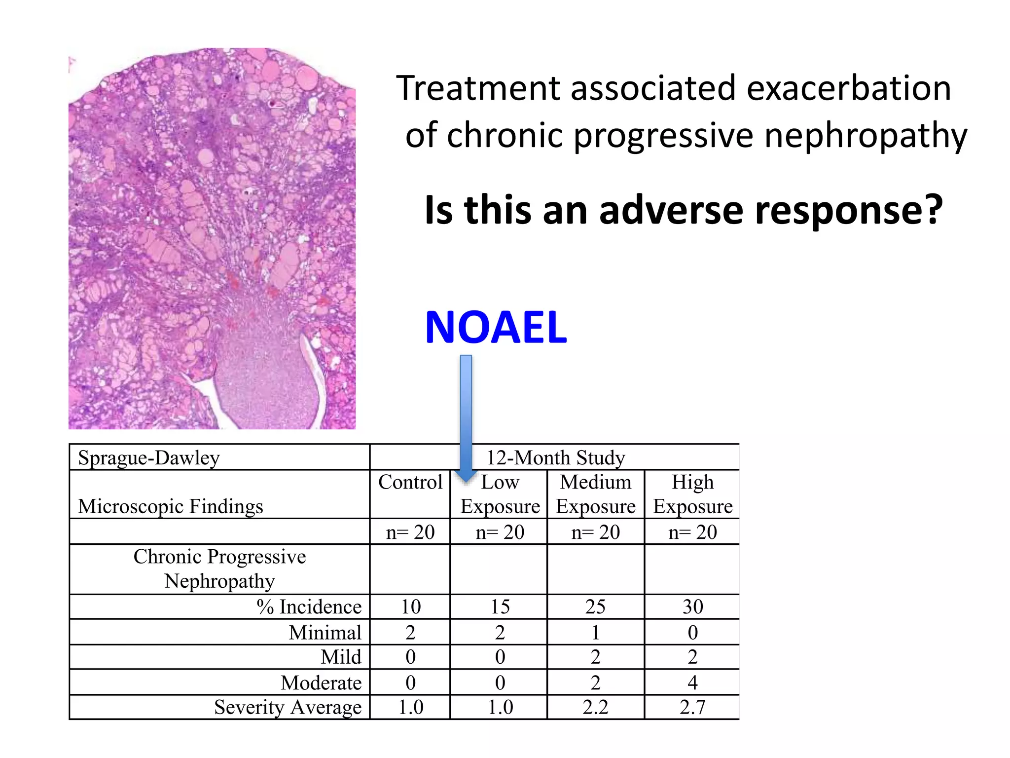 Sprague-Dawley 12-Month Study
Microscopic Findings
Control Low
Exposure
Medium
Exposure
High
Exposure
n= 20 n= 20 n= 20 n= 20
Chronic Progressive
Nephropathy
% Incidence 10 15 25 30
Minimal 2 2 1 0
Mild 0 0 2 2
Moderate 0 0 2 4
Severity Average 1.0 1.0 2.2 2.7
Treatment associated exacerbation
of chronic progressive nephropathy
Is this an adverse response?
NOAEL
 