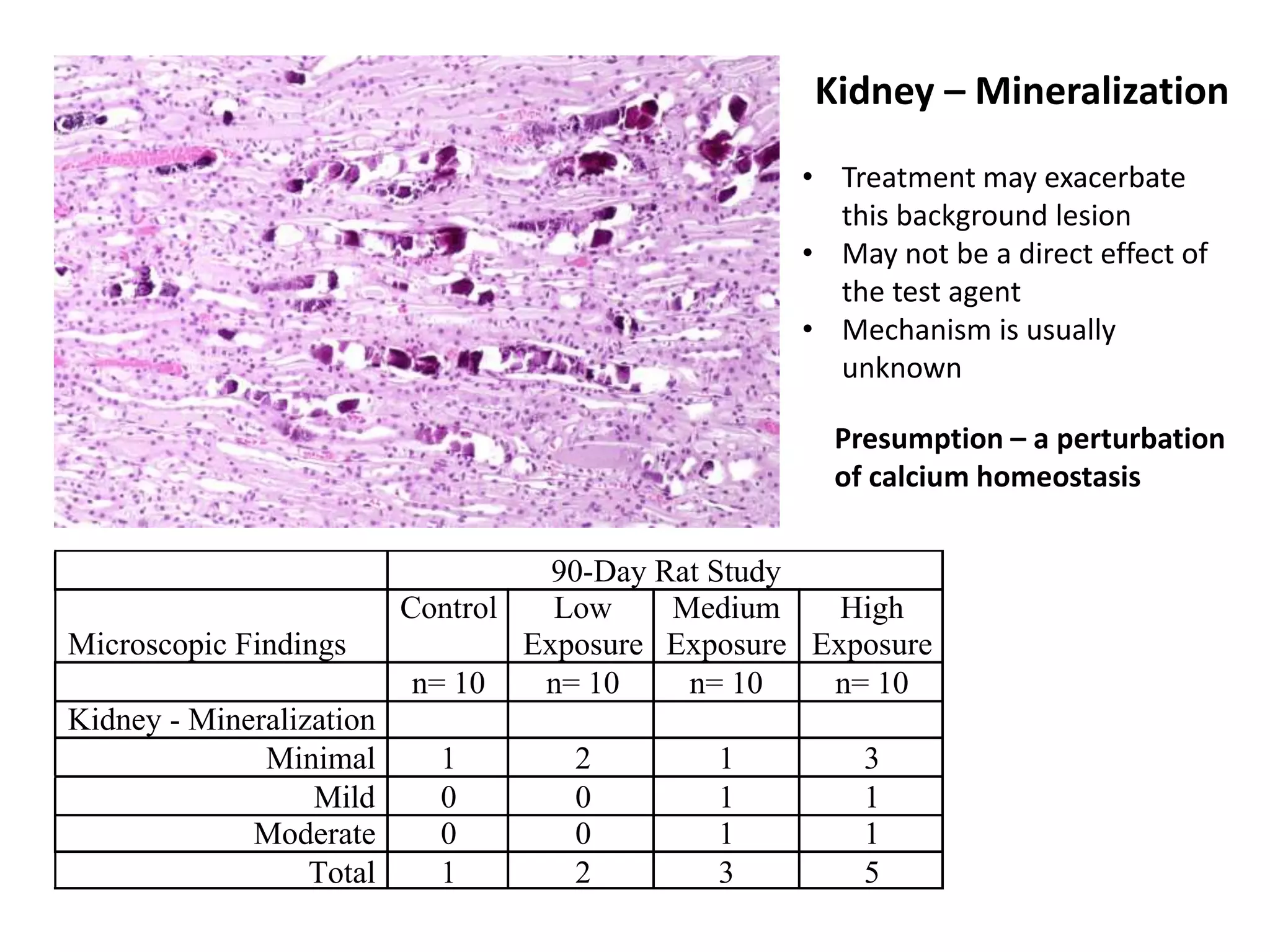 90-Day Rat Study
Microscopic Findings
Control Low
Exposure
Medium
Exposure
High
Exposure
n= 10 n= 10 n= 10 n= 10
Kidney - Mineralization
Minimal 1 2 1 3
Mild 0 0 1 1
Moderate 0 0 1 1
Total 1 2 3 5
Kidney – Mineralization
• Treatment may exacerbate
this background lesion
• May not be a direct effect of
the test agent
• Mechanism is usually
unknown
Presumption – a perturbation
of calcium homeostasis
 