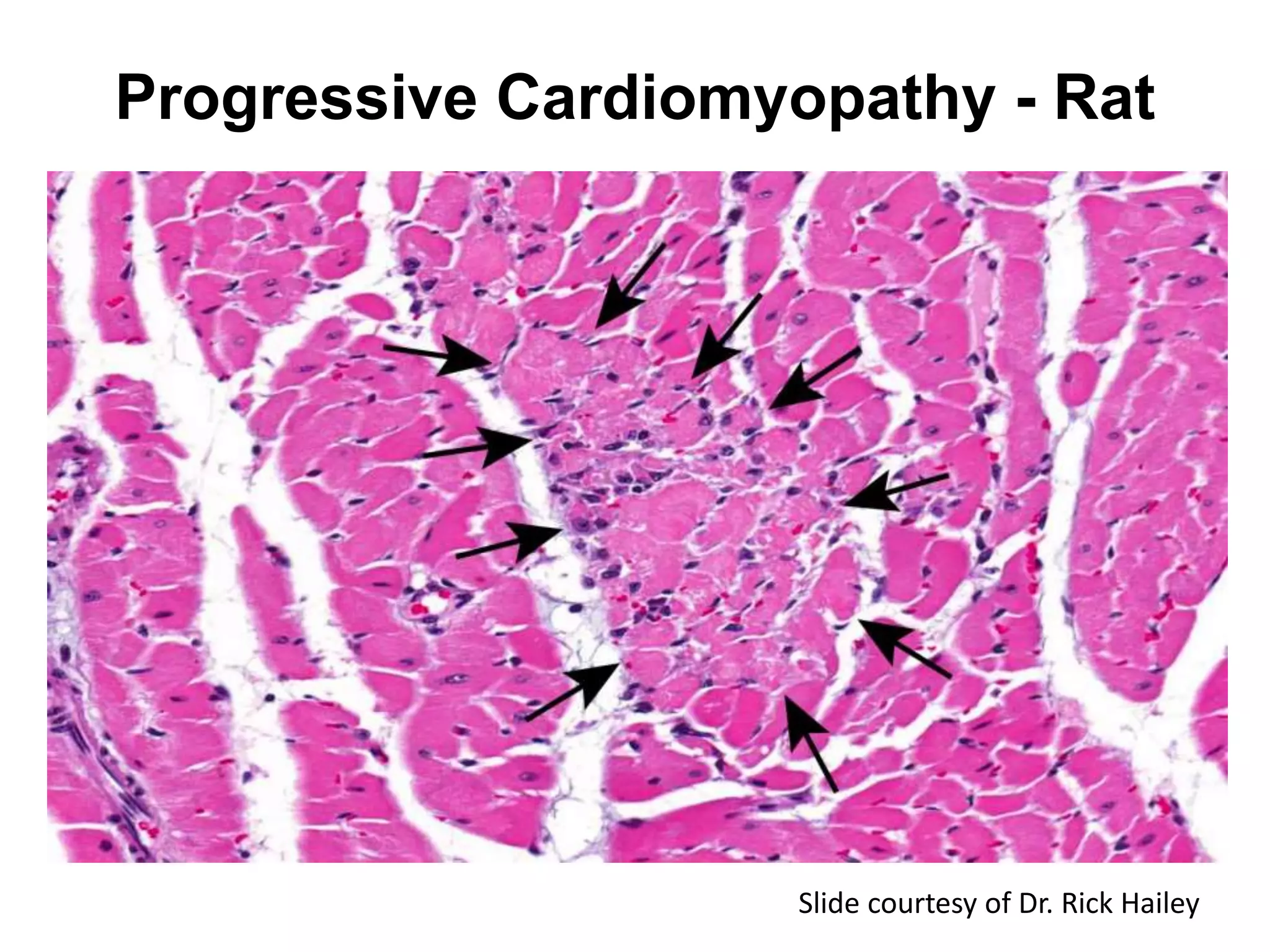 Progressive Cardiomyopathy - Rat
Slide courtesy of Dr. Rick Hailey
 