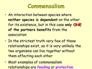 Commensalism An interaction between species where  neither species is dependent  on the other for its existence, but in this case  only  ONE  of the partners benefits  from the association In the strictest truth very few of these relationships exist, as it is very unlikely the two organisms can live together without them affecting each other  Most examples of commensalism relationships are  feeding  or  protection 