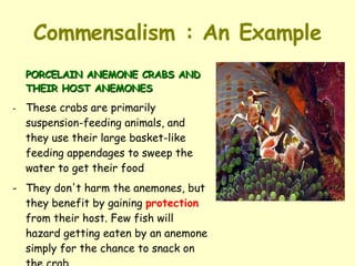 Commensalism : An Example PORCELAIN ANEMONE CRABS AND THEIR HOST ANEMONES - These crabs are primarily suspension-feeding animals, and they use their large basket-like feeding appendages to sweep the water to get their food - They don't harm the anemones, but they benefit by gaining  protection  from their host. Few fish will hazard getting eaten by an anemone simply for the chance to snack on the crab 