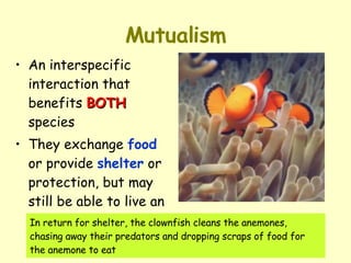Mutualism An interspecific interaction that benefits  BOTH  species They exchange  food  or provide  shelter  or protection, but may still be able to live an independent life In return for shelter, the clownfish cleans the anemones, chasing away their predators and dropping scraps of food for the anemone to eat 