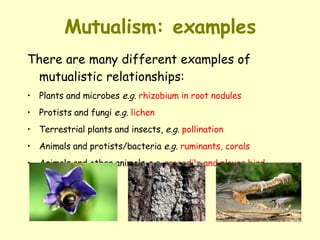 Mutualism: examples There are many different examples of mutualistic relationships:   Plants and microbes  e.g.   rhizobium in root nodules   Protists and fungi  e.g.   lichen   Terrestrial plants and insects,  e.g.   pollination  Animals and protists/bacteria  e.g.   ruminants, corals   Animals and other animals  e.g.   crocodile and plover bird 