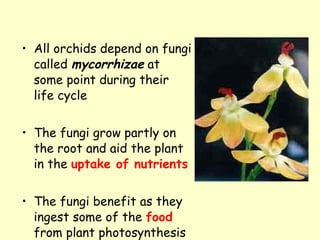 All orchids depend on fungi called  mycorrhizae  at some point during their life cycle The fungi grow partly on the root and aid the plant in the  uptake of nutrients The fungi benefit as they ingest some of the  food  from plant photosynthesis 