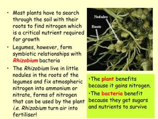 Most plants have to search through the soil with their roots to find nitrogen which is a critical nutrient required for growth Legumes, however, form symbiotic relationships with  Rhizobium   bacteria The  Rhizobium  live in little nodules in the roots of the legumes and fix atmospheric nitrogen into ammonium or nitrate, forms of nitrogen that can be used by the plant  i.e.   Rhizobium  turn air into fertiliser!  The  plant  benefits because it gains nitrogen.  The  bacteria  benefit because they get sugars and nutrients to survive                                                                           