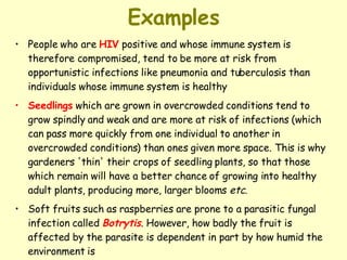 Examples People who are  HIV  positive and whose immune system is therefore compromised, tend to be more at risk from opportunistic infections like pneumonia and tuberculosis than individuals whose immune system is healthy Seedlings  which are grown in overcrowded conditions tend to grow spindly and weak and are more at risk of infections (which can pass more quickly from one individual to another in overcrowded conditions) than ones given more space. This is why gardeners 'thin' their crops of seedling plants, so that those which remain will have a better chance of growing into healthy adult plants, producing more, larger blooms  etc .  Soft fruits such as raspberries are prone to a parasitic fungal infection called  Botrytis . However, how badly the fruit is affected by the parasite is dependent in part by how humid the environment is 