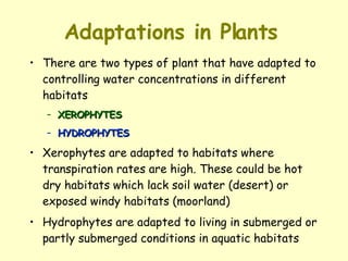 Adaptations in Plants   There are two types of plant that have adapted to controlling water concentrations in different habitats  XEROPHYTES   HYDROPHYTES   Xerophytes are adapted to habitats where transpiration rates are high. These could be hot dry habitats which lack soil water (desert) or exposed windy habitats (moorland)  Hydrophytes are adapted to living in submerged or partly submerged conditions in aquatic habitats 