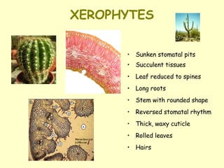 XEROPHYTES Sunken stomatal pits Succulent tissues  Leaf reduced to spines  Long roots  Stem with rounded shape  Reversed stomatal rhythm Thick, waxy cuticle Rolled leaves Hairs 