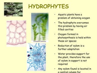 HYDROPHYTES Aquatic plants have a problem of obtaining oxygen  The hydrophyte overcomes this problem by having air filled cavities  Oxygen formed in photosynthesis is held within these air spaces Reduction of xylem is a further adaptation  Water provides support for the plant, therefore the use of xylem in support is not required  Any xylem found is located in a central column for maximum flexibility 