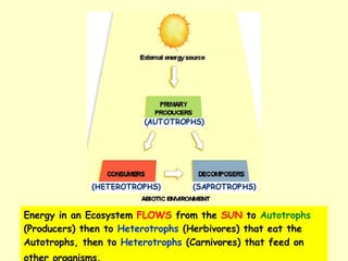 Energy in an Ecosystem  FLOWS  from the  SUN  to  Autotrophs  (Producers) then to  Heterotrophs  (Herbivores) that eat the Autotrophs, then to  Heterotrophs  (Carnivores) that feed on other organisms.   
