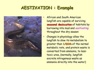 AESTIVATION : Example African and South American lungfish are capable of surviving  seasonal desiccation  of habitats by burrowing into mud and  aestivating  throughout the dry season Changes in physiology allow the lungfish to slow its metabolism to greater than  1/60th  of the normal metabolic rate, and protein waste is converted from ammonia, to less-toxic urea, (normally, lungfish excrete nitrogenous waste as ammonia directly into the water) 