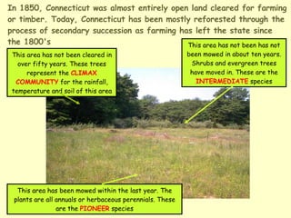In 1850, Connecticut was almost entirely open land cleared for farming or timber. Today, Connecticut has been mostly reforested through the process of secondary succession as farming has left the state since the 1800's This area has not been cleared in over fifty years. These trees represent the  CLIMAX COMMUNITY  for the rainfall, temperature and soil of this area This area has not been has not been mowed in about ten years. Shrubs and evergreen trees have moved in. These are the  INTERMEDIATE  species This area has been mowed within the last year. The plants are all annuals or herbaceous perennials. These are the  PIONEER  species 