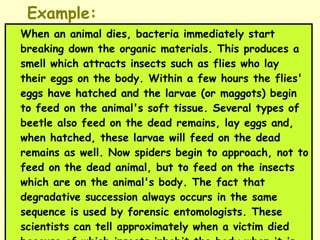Example: When an animal dies, bacteria immediately start breaking down the organic materials. This produces a smell which attracts insects such as flies who lay their eggs on the body. Within a few hours the flies' eggs have hatched and the larvae (or maggots) begin to feed on the animal's soft tissue. Several types of beetle also feed on the dead remains, lay eggs and, when hatched, these larvae will feed on the dead remains as well. Now spiders begin to approach, not to feed on the dead animal, but to feed on the insects which are on the animal's body. The fact that degradative succession always occurs in the same sequence is used by forensic entomologists. These scientists can tell approximately when a victim died because of which insects inhabit the body when it is found 