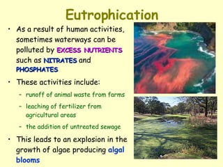 Eutrophication As a result of human activities, sometimes waterways can be polluted by  EXCESS   NUTRIENTS  such as  NITRATES  and  PHOSPHATES These activities include:  runoff of animal waste from farms leaching of fertilizer from agricultural areas the addition of untreated sewage This leads to an explosion in the growth of algae producing  algal blooms   