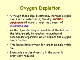 Oxygen Depletion Although these algal blooms may increase oxygen levels in the water during the day,  OXYGEN DEPLETION  will occur at night as a result of  RESPIRATION As the algae die they accumulate at the bottom of the lake, greatly increasing the number of decomposer organisms, which deplete the oxygen levels further This leaves little oxygen for larger animals which die Eventually species diversity in the water is drastically reduced 