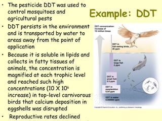 Example: DDT The pesticide DDT was used to control mosquitoes and agricultural pests DDT persists in the environment and is transported by water to areas away from the point of application Because it is soluble in lipids and collects in fatty tissues of animals, the concentration is magnified at each trophic level and reached such high concentrations (10 X 10 6  increase) in top-level carnivorous birds that calcium deposition in eggshells was disrupted Reproductive rates declined dramatically since the weight of nesting birds broke the weakened shells 