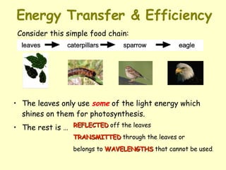 Energy Transfer & Efficiency The leaves only use  some  of the light energy which shines on them for photosynthesis.  The rest is … Consider this simple food chain: REFLECTED  off the leaves TRANSMITTED  through the leaves or  belongs to  WAVELENGTHS  that cannot be used .   