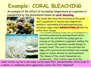 Example: CORAL BLEACHING An example of the effect of increasing temperature on organisms is exemplified by the phenomenon known as  coral bleaching The  zooxanthellae  provide the coral polyps with nutrients produced by photosynthesis which, along with the nutrients the polyps gain by preying on tiny planktonic organisms, enables the coral to grow and reproduce quickly enough to produce reefs. The coral in turn provides the algae with a protected environment and a steady supply of carbon dioxide for photosynthesis. The tissues of the corals themselves are transparent - their colours come from the  zooxanthellae  living inside them. Under stress  e.g. rise in sea temp, corals expel their  zooxantheallae , which leads to a lighter or completely white appearance, hence the term "bleached" The corals that form the structure of the great reef ecosystems of tropical seas depend on a symbiotic relationship with photosynthesizing unicellular algae called  ZOOXANTHELLAE  that live within their tissues 