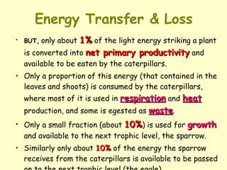 Energy Transfer & Loss BUT , only about  1%  of the light energy striking a plant is converted into  net primary productivity  and available to be eaten by the caterpillars.  Only a proportion of this energy (that contained in the leaves and shoots) is consumed by the caterpillars, where most of it is used in  respiration  and  heat   production, and some is egested as  waste .  Only a small fraction (about  10% ) is used for  growth  and available to the next trophic level, the sparrow. Similarly only about  10%  of the energy the sparrow receives from the caterpillars is available to be passed on to the next trophic level (the eagle) 
