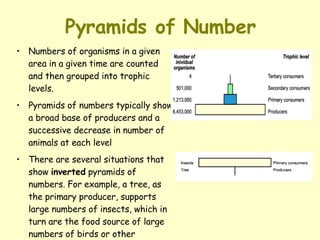 Pyramids of Number Numbers of organisms in a given area in a given time are counted and then grouped into trophic levels.  Pyramids of numbers typically show a broad base of producers and a successive decrease in number of animals at each level   There are several situations that show  inverted  pyramids of numbers. For example, a tree, as the primary producer, supports large numbers of insects, which in turn are the food source of large numbers of birds or other predators 