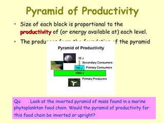 Pyramid of Productivity Size of each block is proportional to the  productivity  of (or energy available at) each level. The producers form the foundation of the pyramid Qu: Look at the inverted pyramid of mass found in a marine phytoplankton food chain. Would the pyramid of productivity for this food chain be inverted or upright?   
