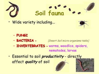 Soil fauna Wide variety including … FUNGI BACTERIA  -  [Insert Soil micro-organisms table] INVERTEBRATES  -   worms, woodlice, spiders,   nematodes, larvae Essential to soil  productivity  - directly affect  quality  of soil 