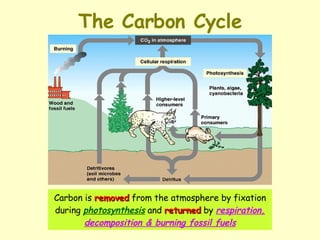 The Carbon Cycle Carbon is  removed  from the atmosphere by fixation during  photosynthesis  and  returned  by  respiration, decomposition & burning fossil fuels 