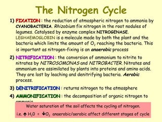 The Nitrogen Cycle 1) FIXATION  : the reduction of atmospheric nitrogen to ammonia by  CYANOBACTERIA .  Rhizobium  fix nitrogen in the root nodules of legumes. Catalysed by enzyme complex  NITROGENASE .  LEGHAEMOGLOBIN  is a molecule made by both the plant and the bacteria which limits the amount of O 2  reaching the bacteria. This is important as nitrogen-fixing is an  anaerobic  process 2) NITRIFICATION  : the conversion of ammonium to nitrite to nitrates by  NITROSOMONAS  and  NITROBACTER.  Nitrates and ammonium are assimilated by plants into proteins and amino acids. They are lost by leaching and denitrifying bacteria.  Aerobic  process. 3) DENITRIFICATION   : returns nitrogen to the atmosphere 4) AMMONIFICATION  : the decomposition of organic nitrogen to ammonia  Water saturation of the soil affects the cycling of nitrogen. i.e.    H 2 0  =   O 2   anaerobic/aerobic affect different stages of cycle 