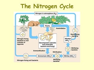 The Nitrogen Cycle 