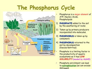 The Phosphorus Cycle Phosphorus is a  major element  of ATP, Nucleic Acids, Phospholipids 1) PHOSPHATE  added to the soil by the weathering of rocks  2) Taken up by primary producers incorparated into molecules 3) PHOSPHORUS  is taken up by consumers 4) PHOSPHORUS  returned to the soil by decomposition (faeces/detritus) Phosphate is a limiting factor in the productivity of aquatic ecosystems as it has  LOW   SOLUBILITY   (needed by ALGAE!) Phosphate enrichment can lead to  eutrophication  (as can excess  Nitrogen )  1 2 3 4 
