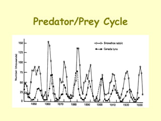 Predator/Prey Cycle 