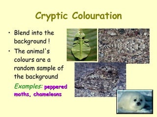 Cryptic Colouration Blend into the background ! The animal's colours are a random sample of the background Examples:   peppered moths, chameleons 