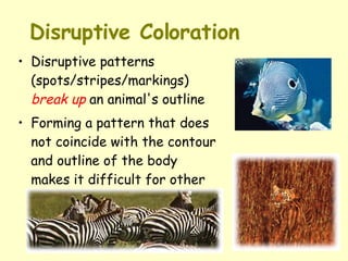 Disruptive Coloration Disruptive patterns (spots/stripes/markings)  break up  an animal's outline Forming a pattern that does not coincide with the contour and outline of the body makes it difficult for other animals to see it! 
