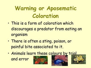 Warning or Aposematic Coloration This is a form of coloration which discourages a predator from eating an organism  There is often a sting, poison, or painful bite associated to it.  Animals learn these colours by trial and error 