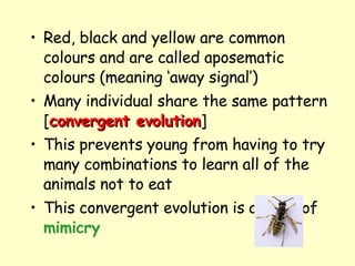 Red, black and yellow are common colours and are called aposematic colours (meaning ‘away signal’)  Many individual share the same pattern [ convergent evolution ] This prevents young from having to try many combinations to learn all of the animals not to eat This convergent evolution is a form of  mimicry   