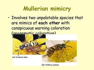 Mullerian mimicry Involves  two unpalatable species that are mimics of  each other  with conspicuous warning coloration (aposematic coloration) 