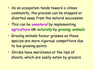 As an ecosystem tends toward a climax community, the process can be stopped or diverted away from the natural succession  This can be  unnatural  by implementing  agriculture   OR   naturally  by  grazing animals   Grazing animals favour grasses as these species are more vigorous competitors due to low growing points Shrubs have meristems at the tips of shoots, which are easily eaten by grazers 