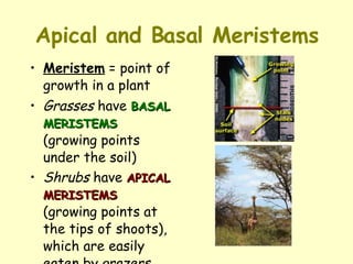 Apical and Basal Meristems Meristem  = point of growth in a plant Grasses  have  BASAL MERISTEMS  (growing points under the soil) Shrubs  have  APICAL MERISTEMS  (growing points at the tips of shoots), which are easily eaten by grazers   