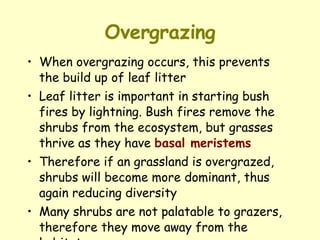 Overgrazing When overgrazing occurs, this prevents the build up of leaf litter  Leaf litter is important in starting bush fires by lightning. Bush fires remove the shrubs from the ecosystem, but grasses thrive as they have  basal meristems Therefore if an grassland is overgrazed, shrubs will become more dominant, thus again reducing diversity  Many shrubs are not palatable to grazers, therefore they move away from the habitat 